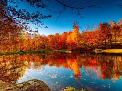pond-and-forest-in-fall