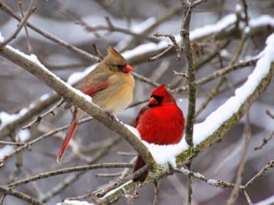 cardinals-perched-on-a-snow-covered-branch